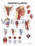 Pharynx & Larynx Anatomical Chart